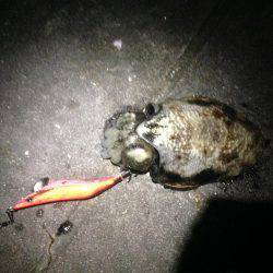 イカ三兄弟だよん