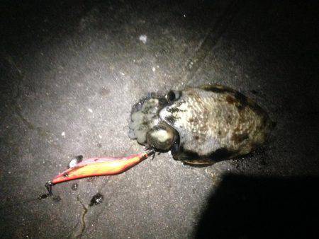 イカ三兄弟だよん