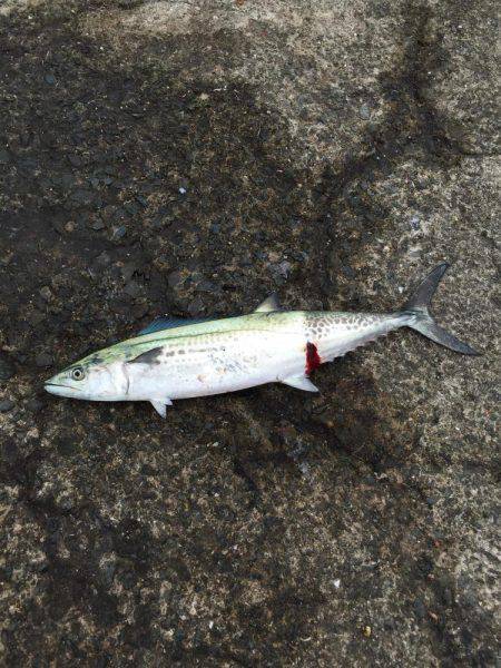 ルアルアゲット〜