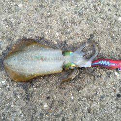 久々の夜間釣り