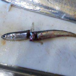 サーベリングからの