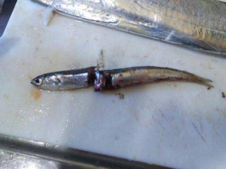 サーベリングからの