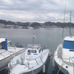 サビキでアジ！