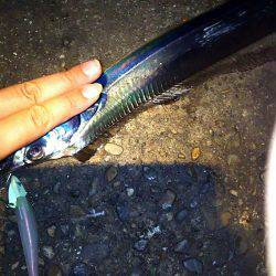 台風前に明石港にて生態調査