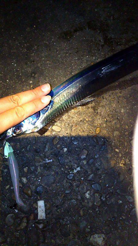 台風前に明石港にて生態調査