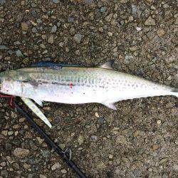 安定の太刀魚とサゴシ