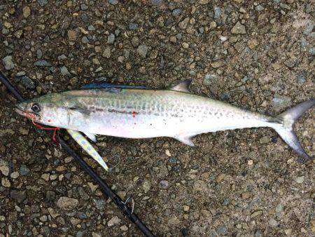 安定の太刀魚とサゴシ
