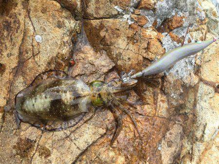 デイエギング！