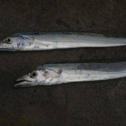 まずめ時活性良