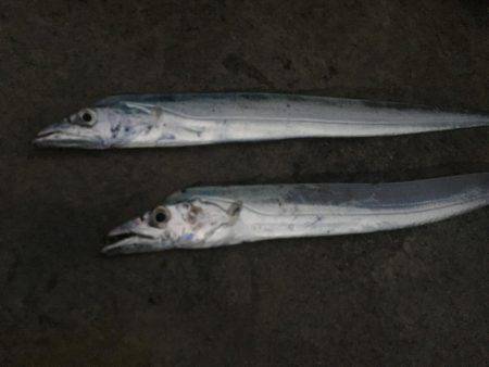 まずめ時活性良