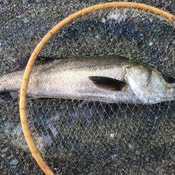 どうにか釣れた！