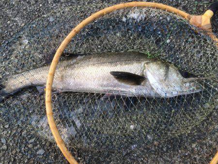 どうにか釣れた！