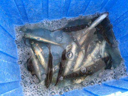 サビキシーズン