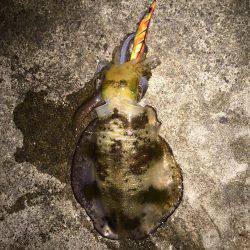 大きくなってます