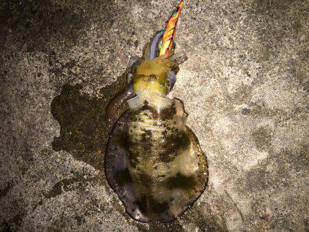 大きくなってます