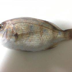 アジング〜ショアジギ