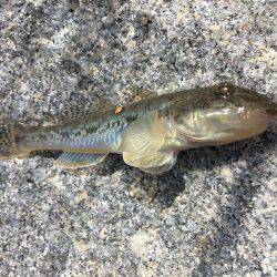 秋晴れ癒しハゼ(^o^)