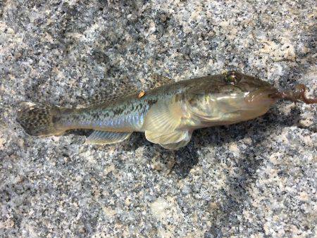 秋晴れ癒しハゼ(^o^)