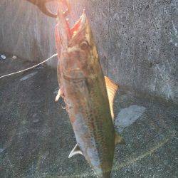 フォール中にガツン！