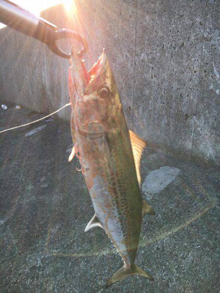 フォール中にガツン！