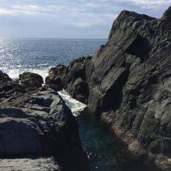 ホウライヒメジ?