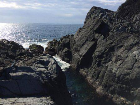 ホウライヒメジ?