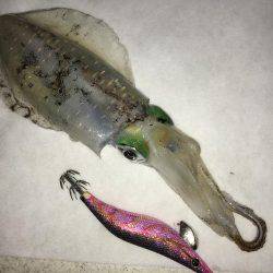 平日デイエギング