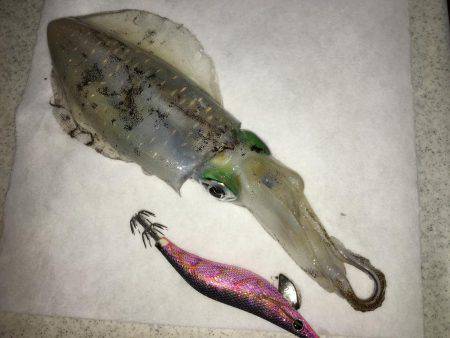 平日デイエギング