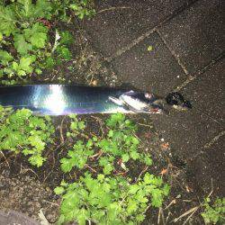 タチウオ コスモスクエア