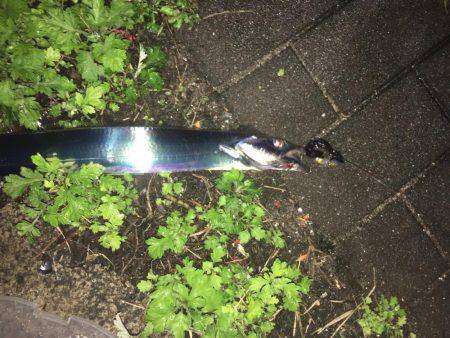 タチウオ コスモスクエア