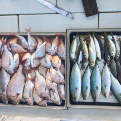 鯛、ハマチ、鯵、家島〜小豆島