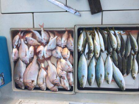 鯛、ハマチ、鯵、家島〜小豆島