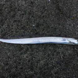 岸和田一文字 タチウオ釣行