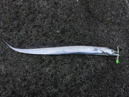 岸和田一文字 タチウオ釣行