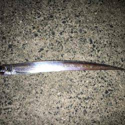 FLAP釣法で初キャッチ