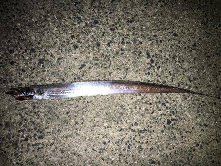 FLAP釣法で初キャッチ