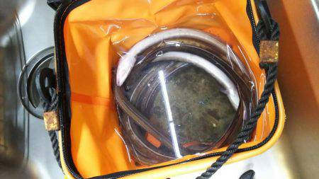 久々のアナゴ調査