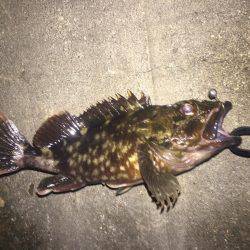 アジング〜\(^o^)/