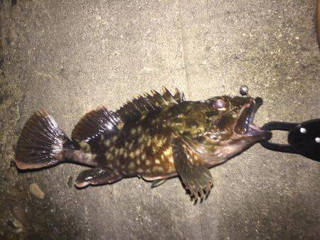 アジング〜\(^o^)/