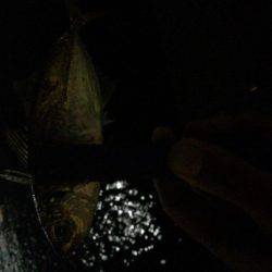 タチウオからのアジング