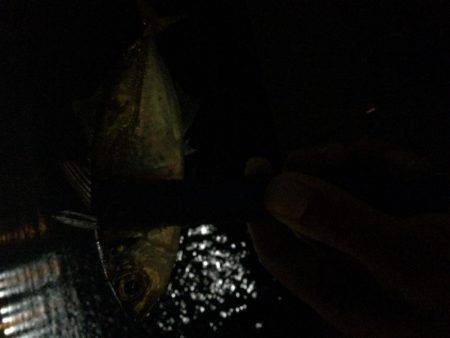 タチウオからのアジング