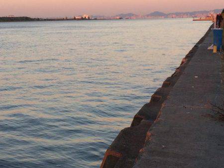 久しぶりのタチウオ