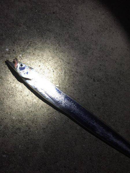 貝塚人工島テトラ沖