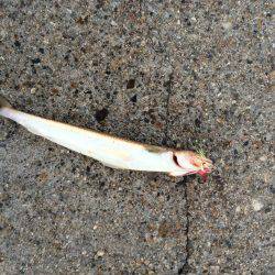 朝マヅメ東二見人工島釣行