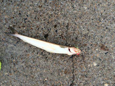 朝マヅメ東二見人工島釣行