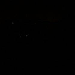 アオリイカのつもりが