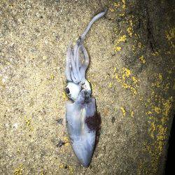 太刀魚とアジとイカとキス