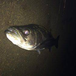 ランカーサイズ