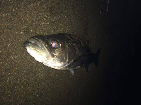 ランカーサイズ