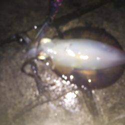 淡路島 翼港 エギング釣行